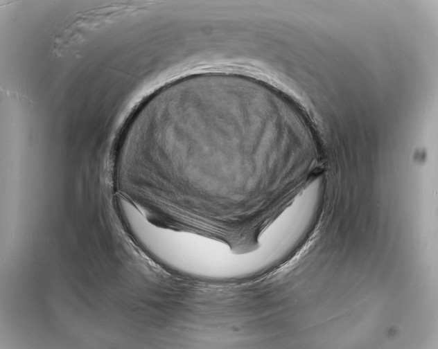 X0000098181506200805221526