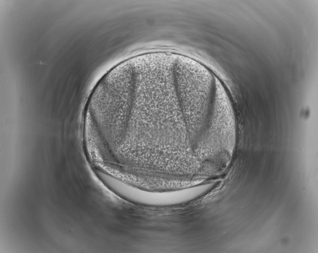 X0000098181527200805221526