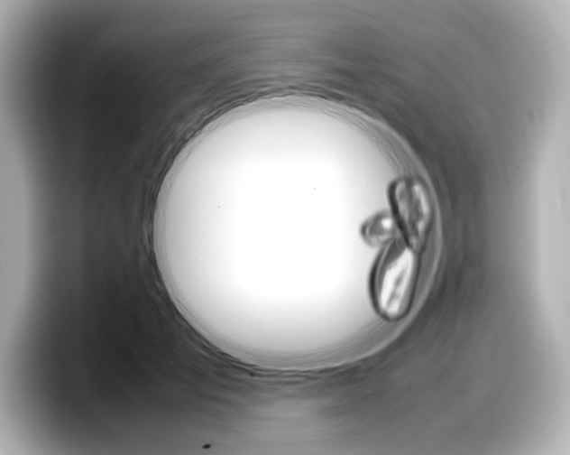 X0000098190701200804241051