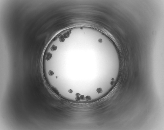 X0000098190836200804241049