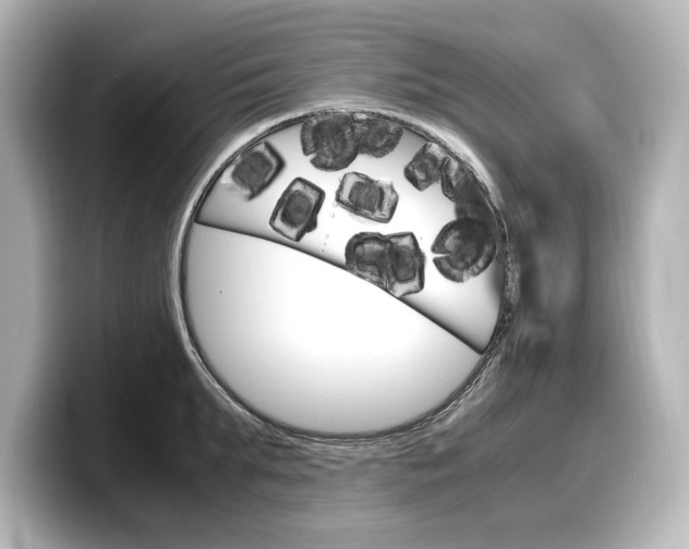X0000098190903200804241048