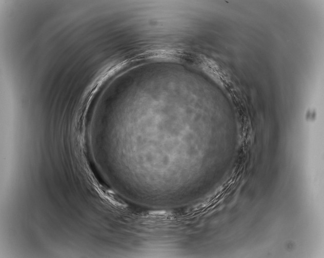 X0000098190050200804241254
