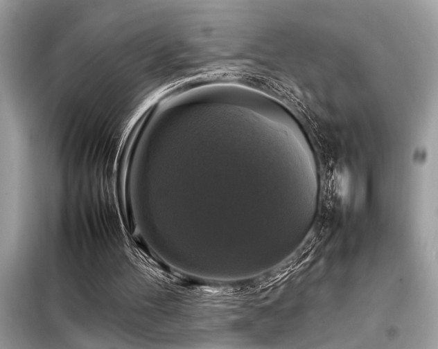 X0000098190100200804241254