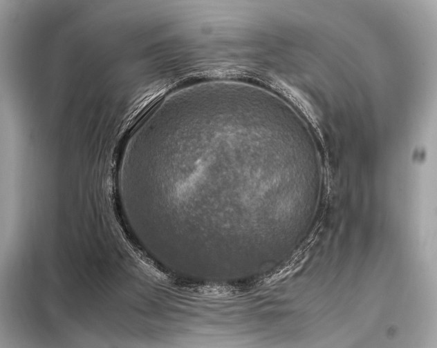 X0000098190105200804241254