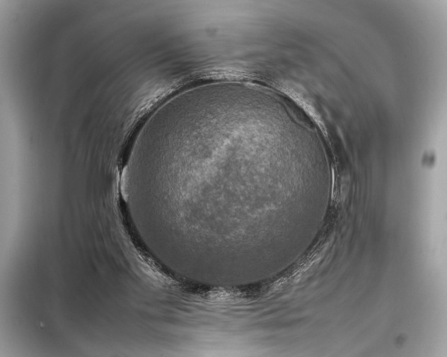 X0000098190109200804241254