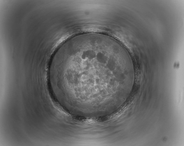 X0000098190111200804241254
