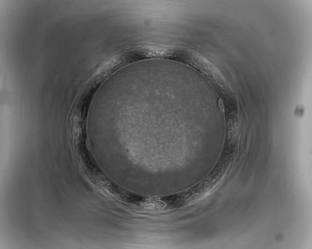 X0000098190215200804241252