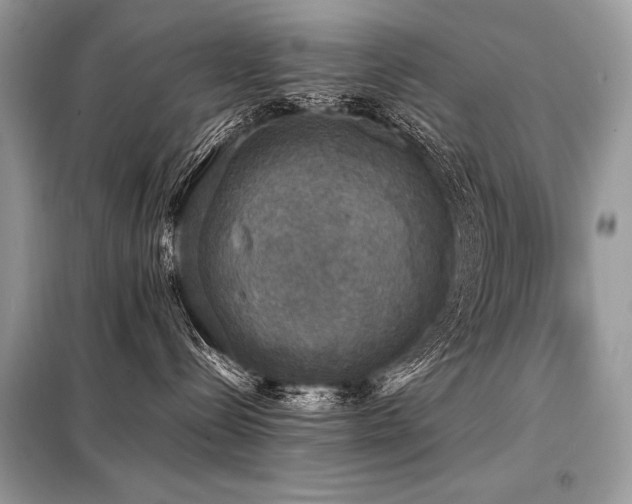 X0000098190288200804241252