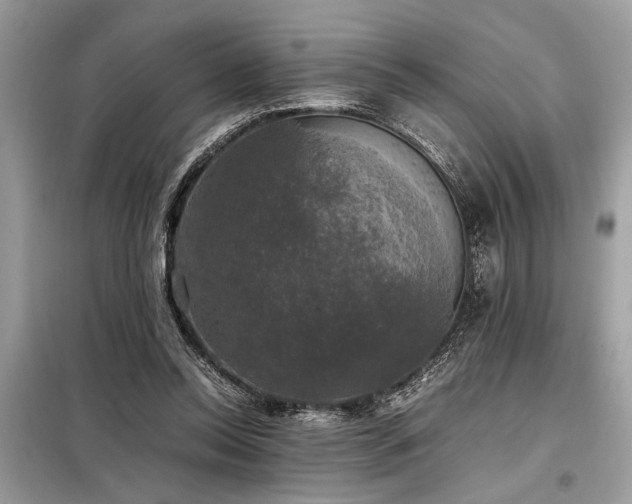 X0000098190350200804241250
