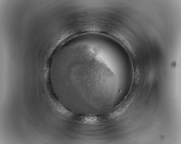 X0000098190355200804241250