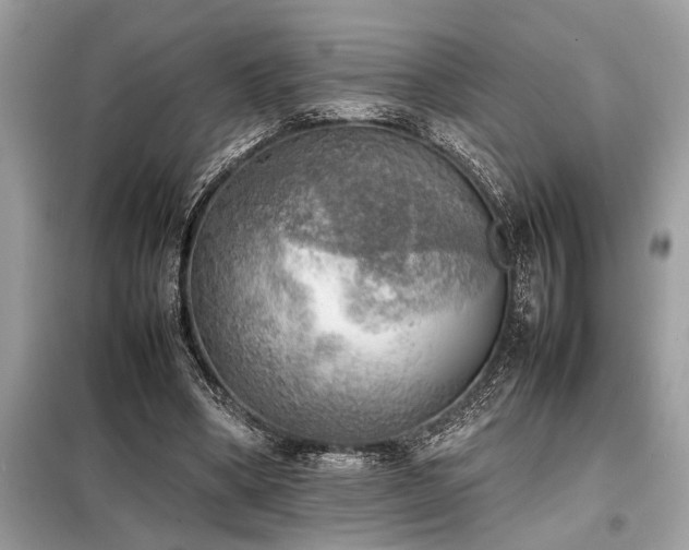X0000098190394200804241250