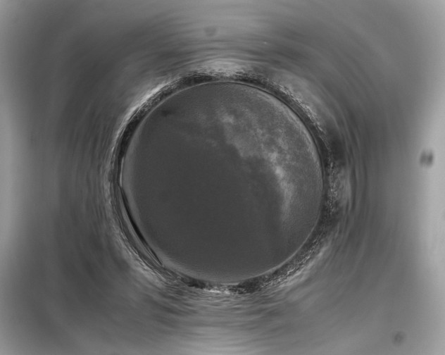 X0000098190399200804241250