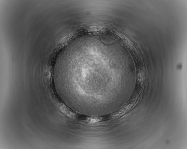 X0000098190662200804241246