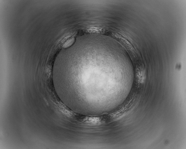 X0000098190665200804241246