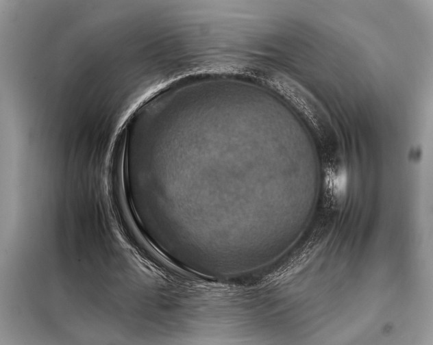 X0000098190676200804241245