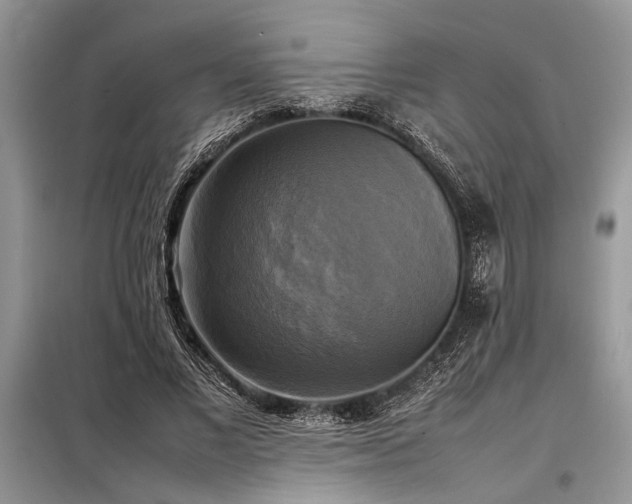 X0000098190685200804241245
