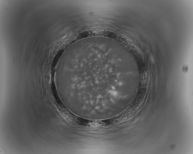X0000098190703200804241245