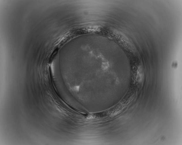 X0000098190704200804241245