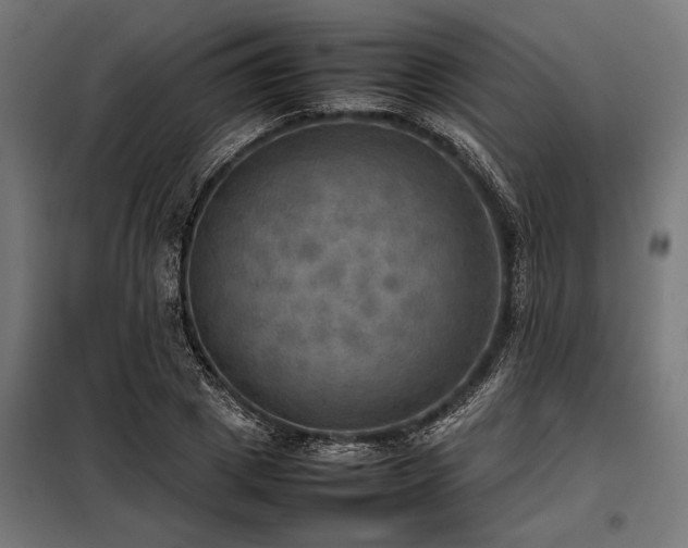 X0000098190833200804241243