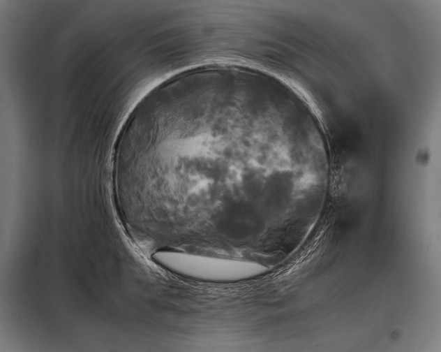 X0000098190903200804241242