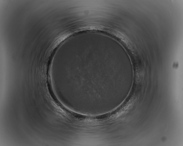 X0000098190977200804241240