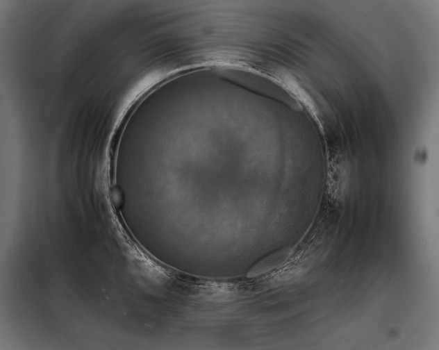 X0000098191096200804241239