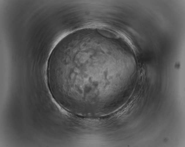 X0000098191103200804241238