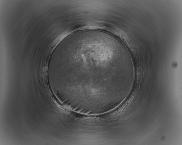 X0000098191185200804241237