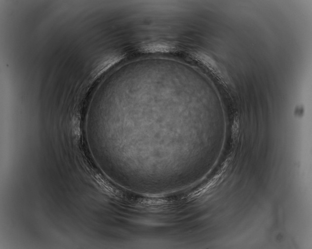 X0000098191209200804241236