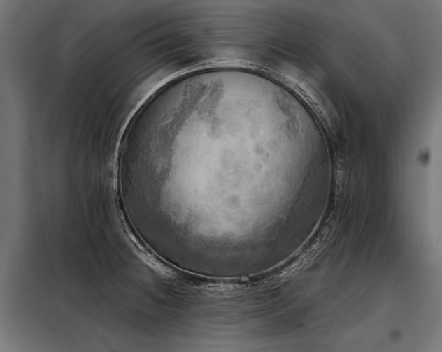 X0000098191236200804241237