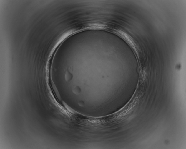 X0000098191243200804241237