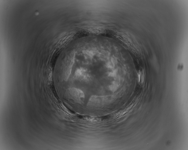 X0000098191251200804241236