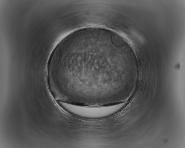 X0000098191287200804241236