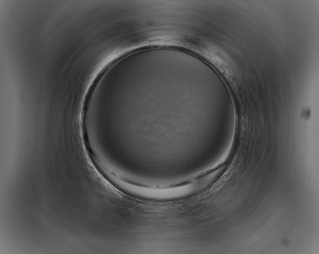 X0000098191334200804241235