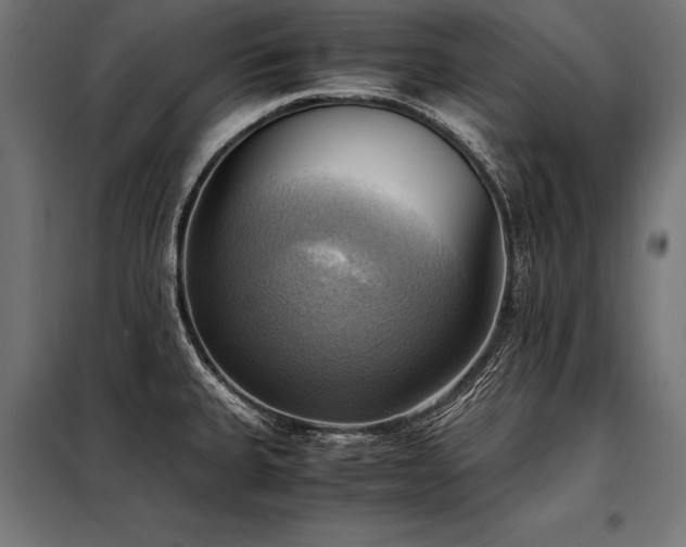 X0000098191335200804241235