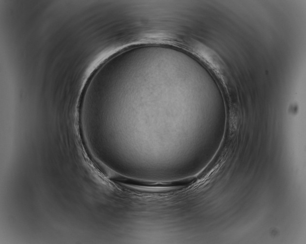 X0000098191336200804241235