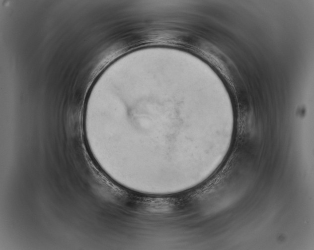 X0000098191338200804241235