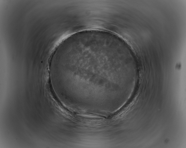 X0000098191363200804241234