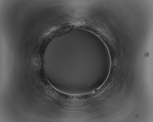 X0000098191398200804241233