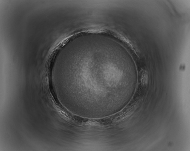 X0000098191448200804241233
