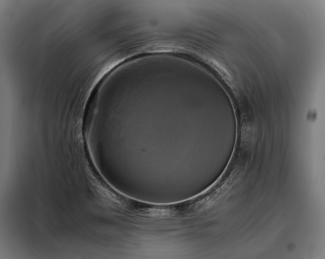 X0000098191465200804241233
