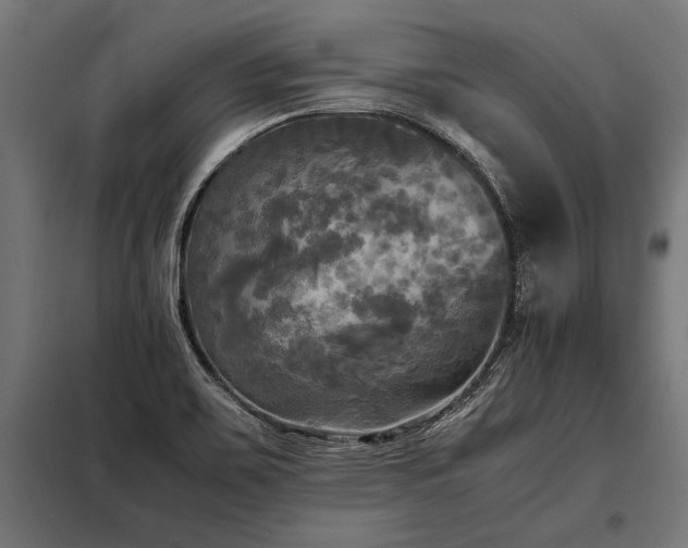 X0000098191467200804241233