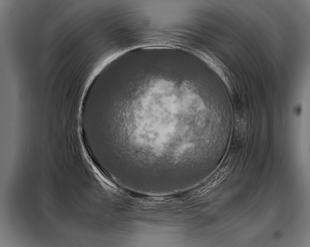 X0000098191485200804241233