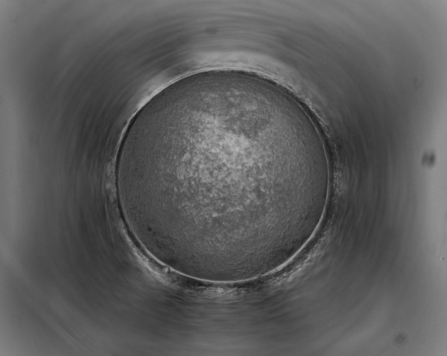 X0000098191521200804241232