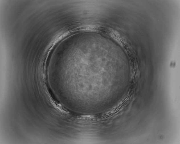 X0000098190050200805011133