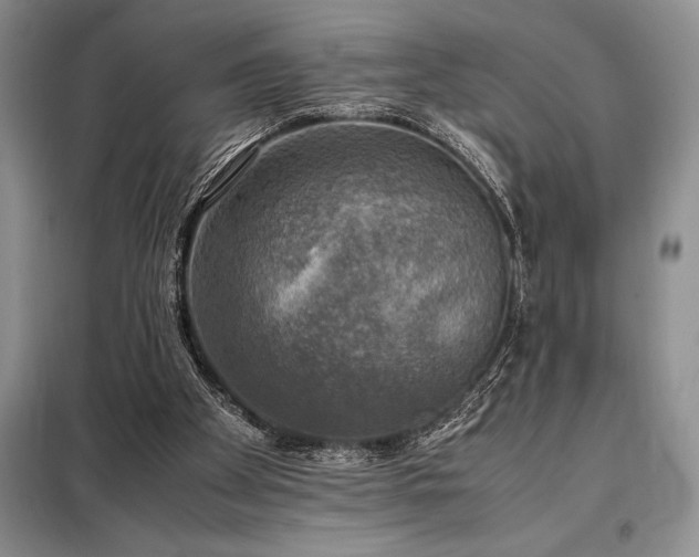 X0000098190105200805011133