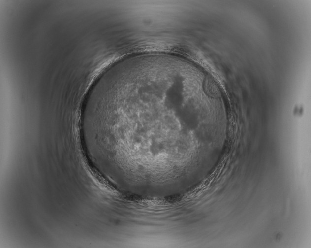 X0000098190107200805011133
