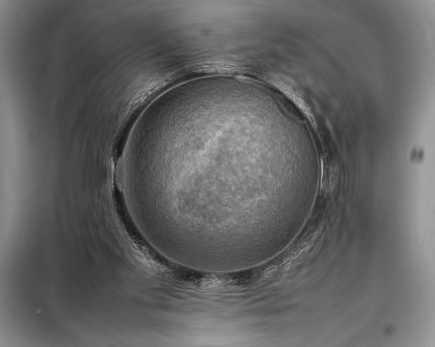 X0000098190109200805011133