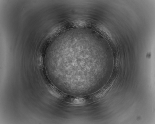 X0000098190173200805011132