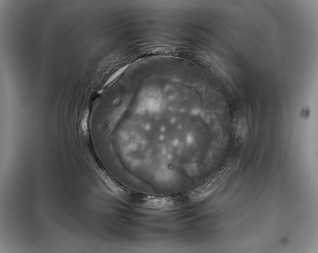 X0000098190185200805011132